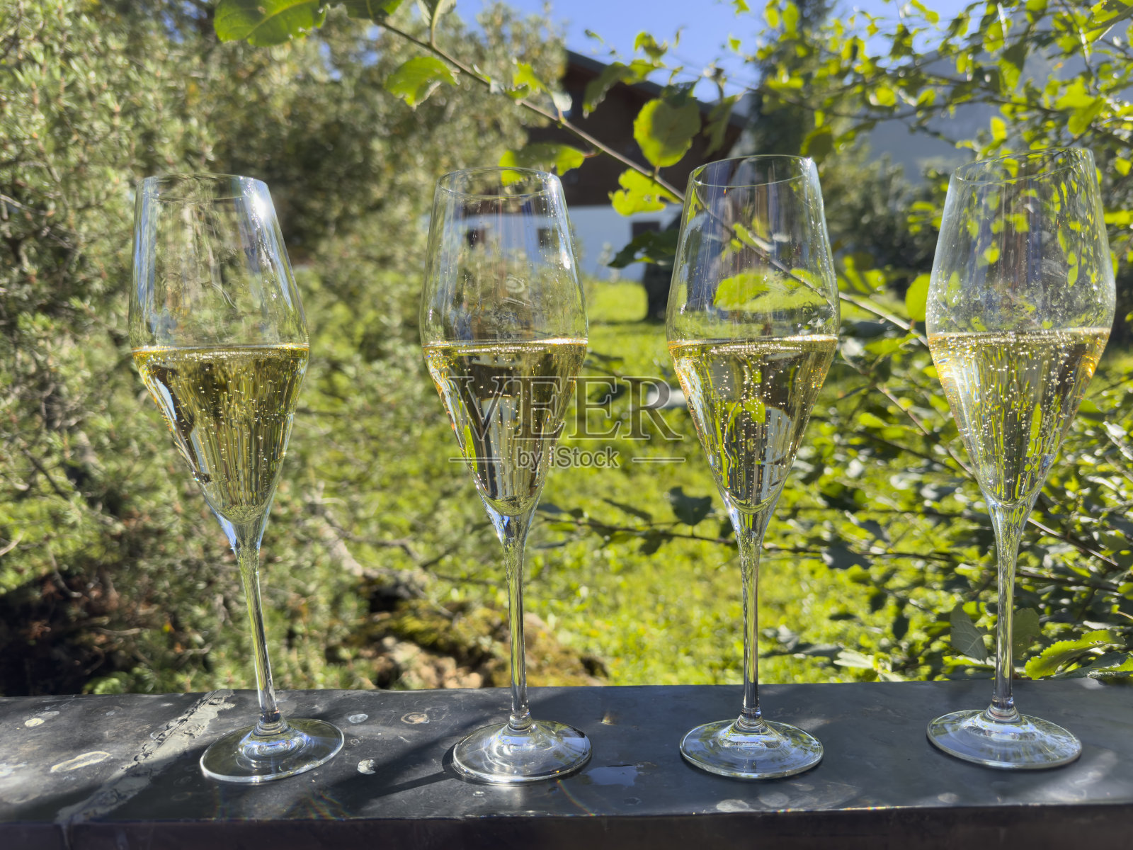 四杯香槟在户外的木栅栏上排成一排照片摄影图片