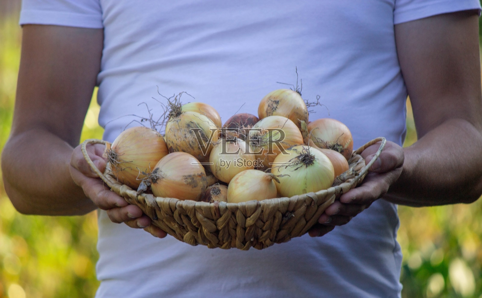 一位农民手里拿着收获的洋葱。有选择性的重点。照片摄影图片