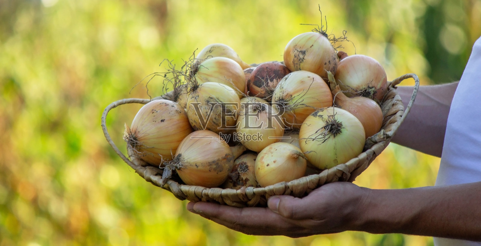 一位农民手里拿着收获的洋葱。有选择性的重点。照片摄影图片