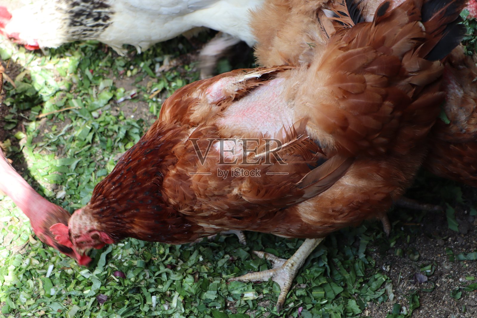 在鸡舍里发现了一种吃羽毛的寄生虫。鸡的背部光秃秃的，可以看到皮肤照片摄影图片