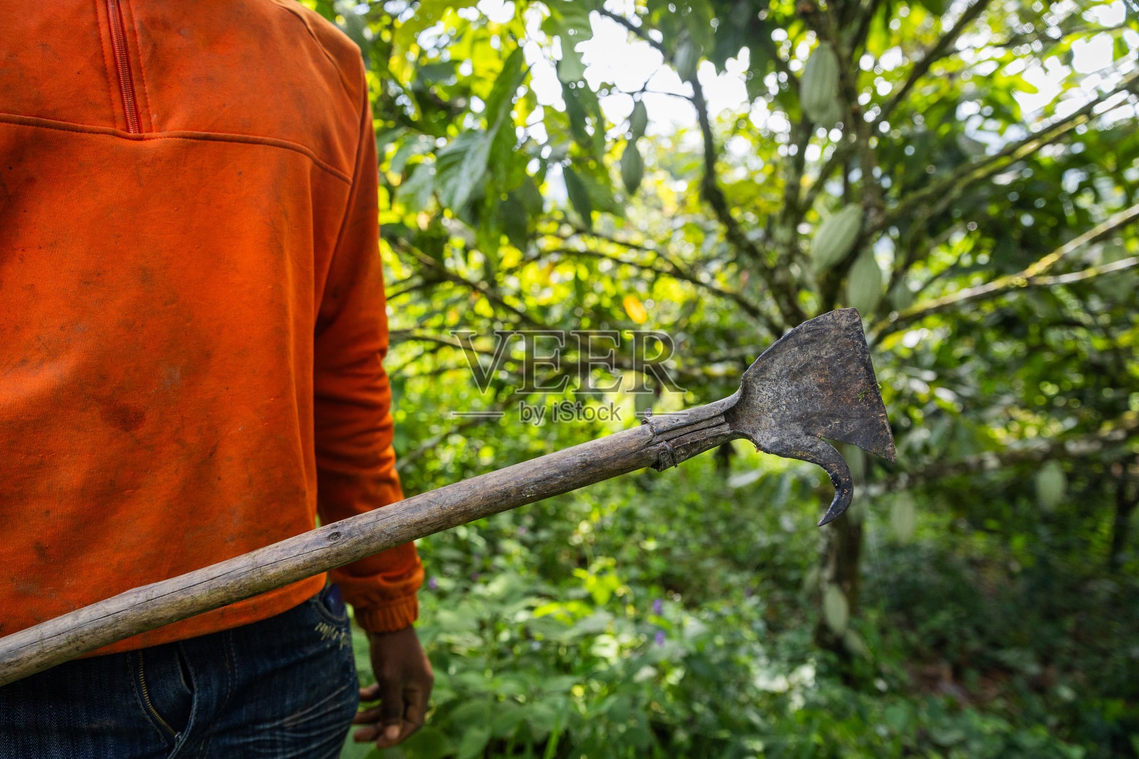 一个农民在种植园里收割可可豆时使用的斧头特写照片摄影图片