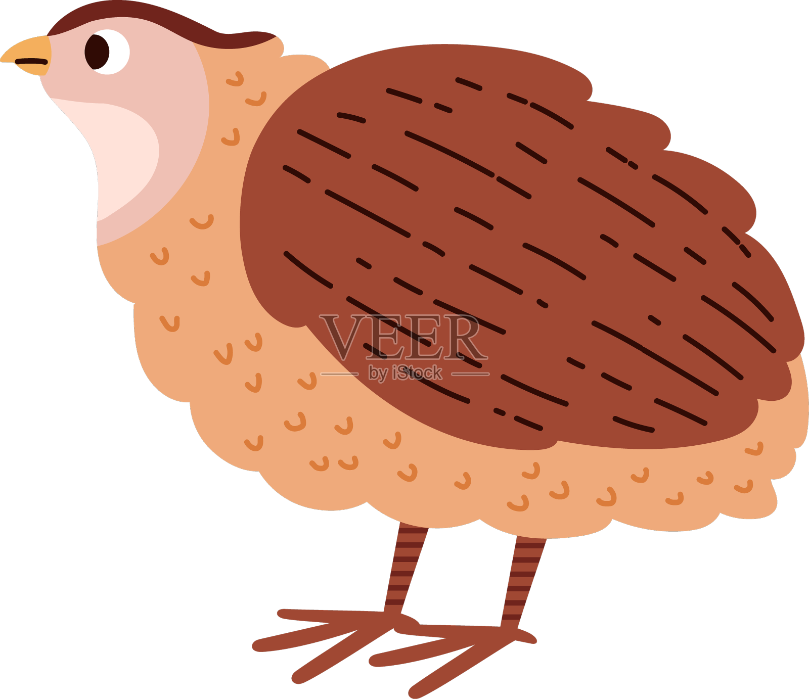 家禽鹌鹑鸟农场家禽卡通设计元素图片