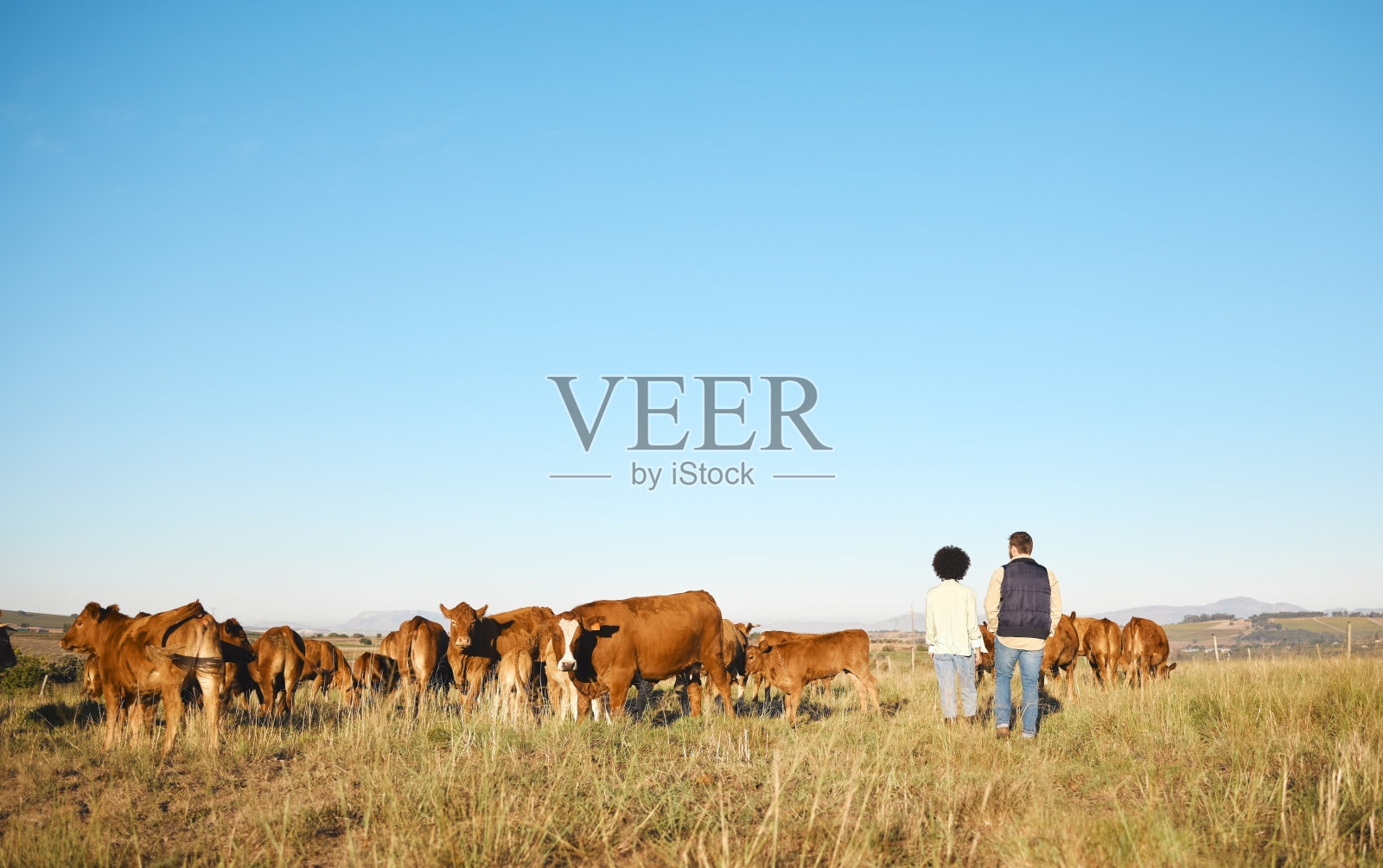 夫妻，农场和动物在农村为农业，旅游或自然环境的性质。为了可持续发展，男女农民带着牲畜、牛或奶牛在草地上散步照片摄影图片