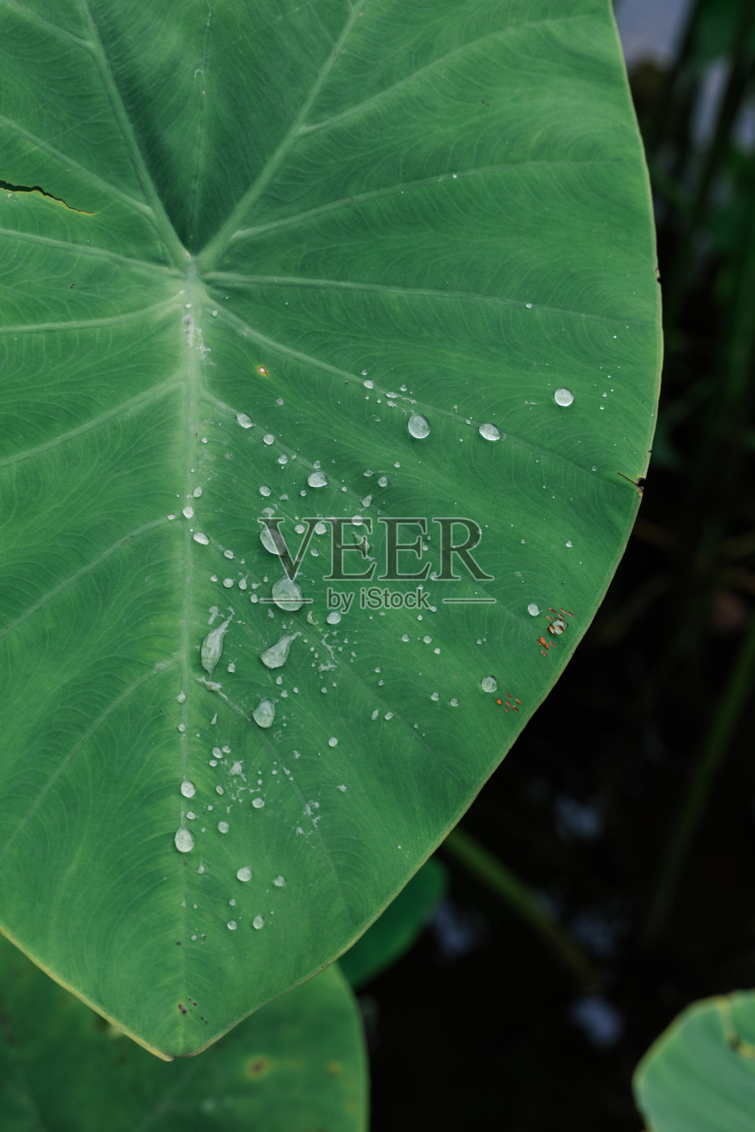 大自然中叶子上的水珠特写照片摄影图片