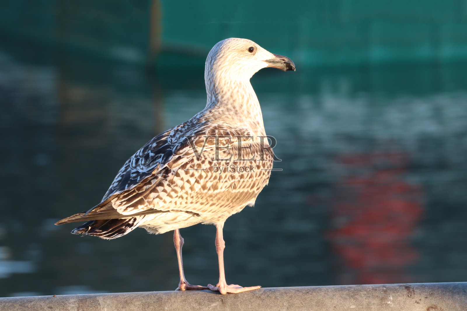 年轻的海鸥照片摄影图片