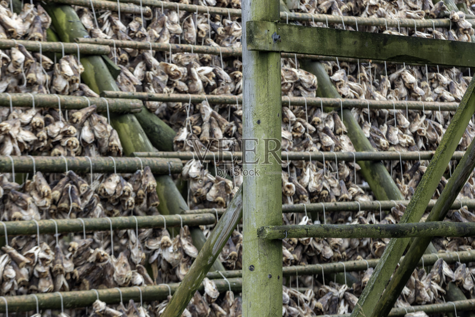 罗浮敦群岛上挂在特殊架子上晾干的鳕鱼照片摄影图片