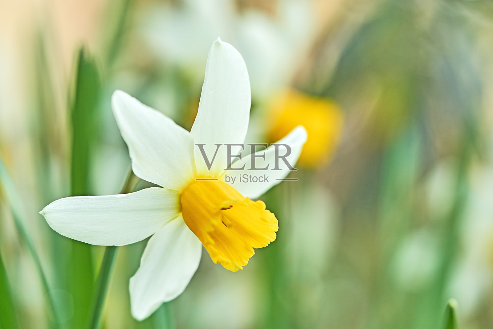 水仙花照片摄影图片