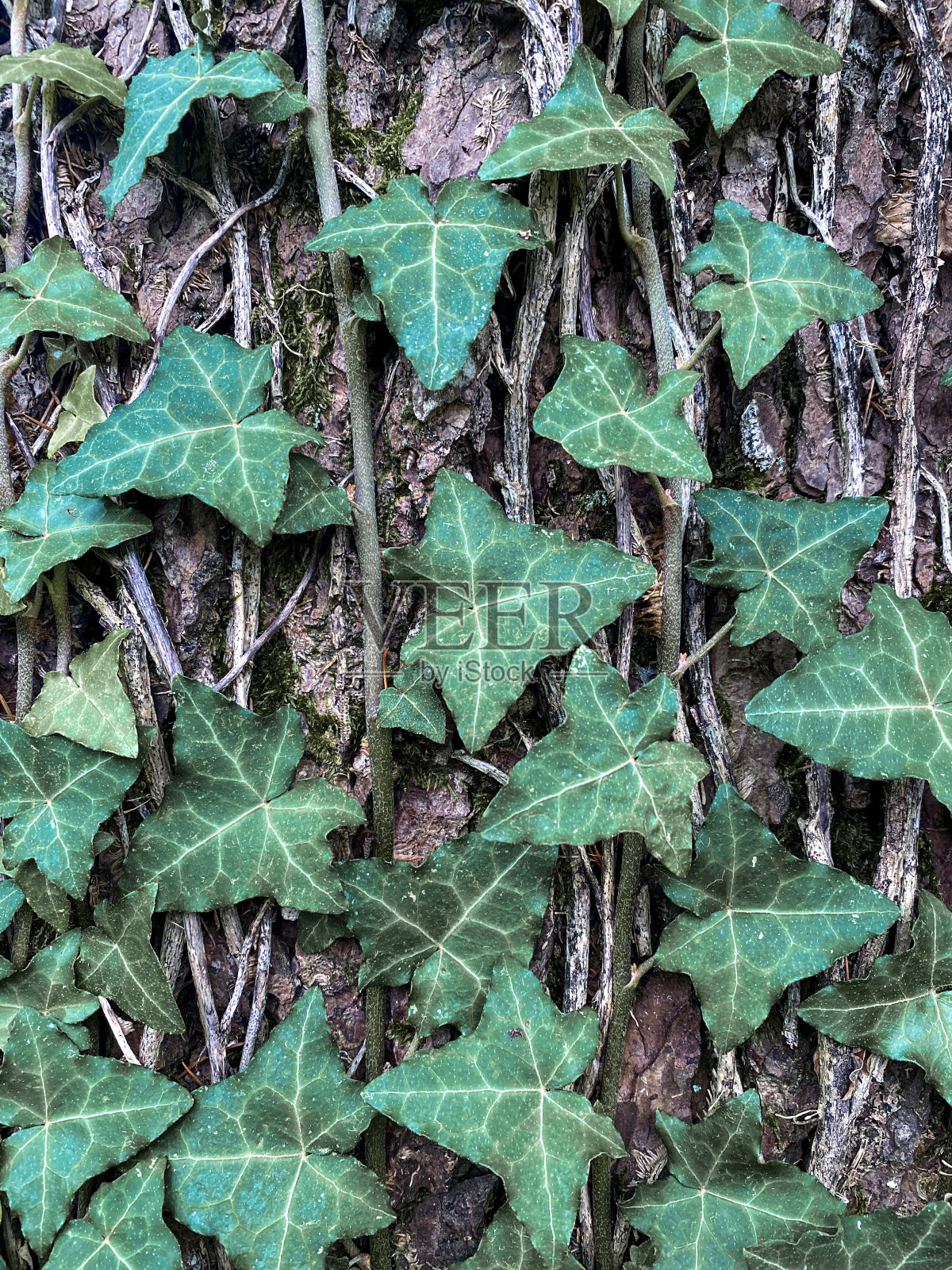 常春藤在树干上，花的秋天抽象的背景照片摄影图片