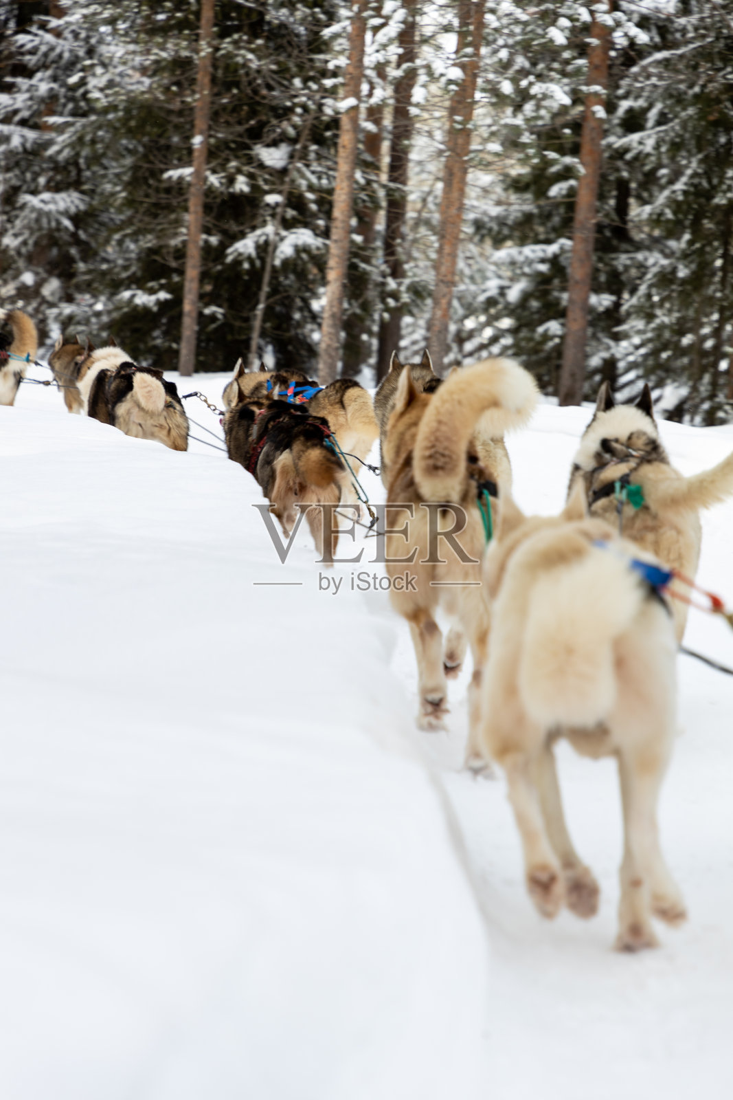 欧洲芬兰拉普兰的狗拉雪橇。照片摄影图片