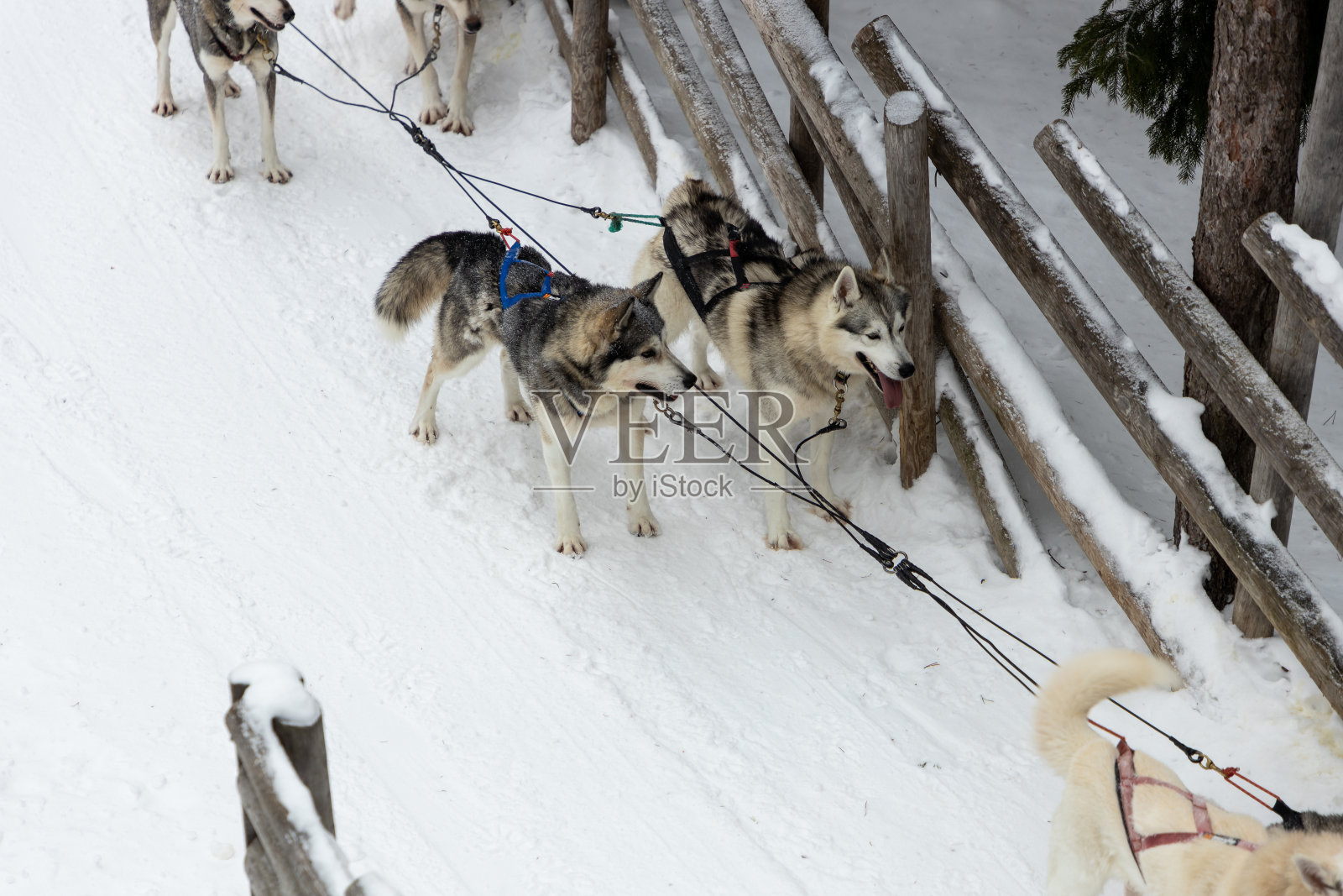 欧洲芬兰拉普兰的狗拉雪橇。照片摄影图片