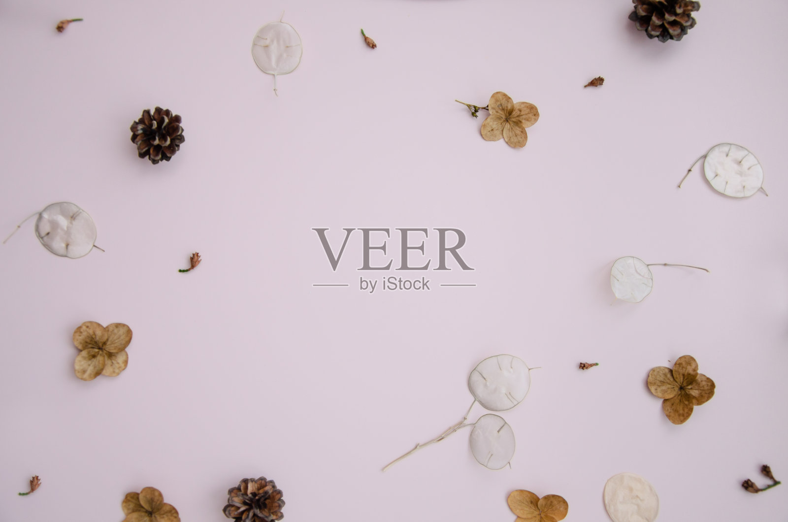 在玫瑰的背景上平铺创造性的自然框架的冬季植物部分。冷杉球果，月桂花，干花，土哈花蕾。植物学上的一套植物。复制空间，俯视图照片摄影图片