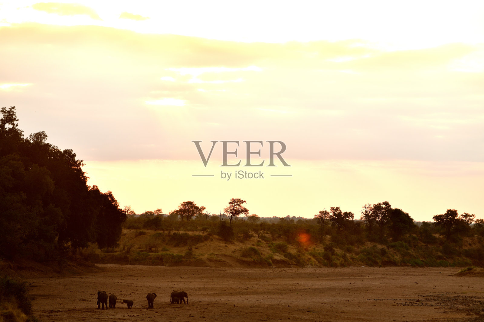 日落和大象照片摄影图片