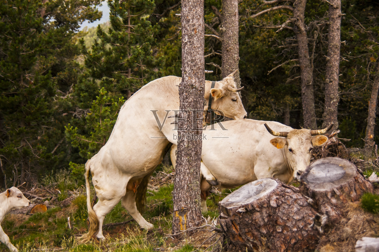 西班牙比利牛斯山脉的Cerdanya森林里的牛照片摄影图片