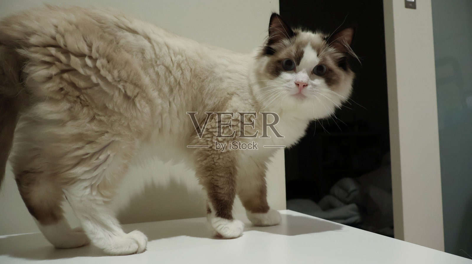 布偶猫启示揭开这些猫的神秘面纱照片摄影图片