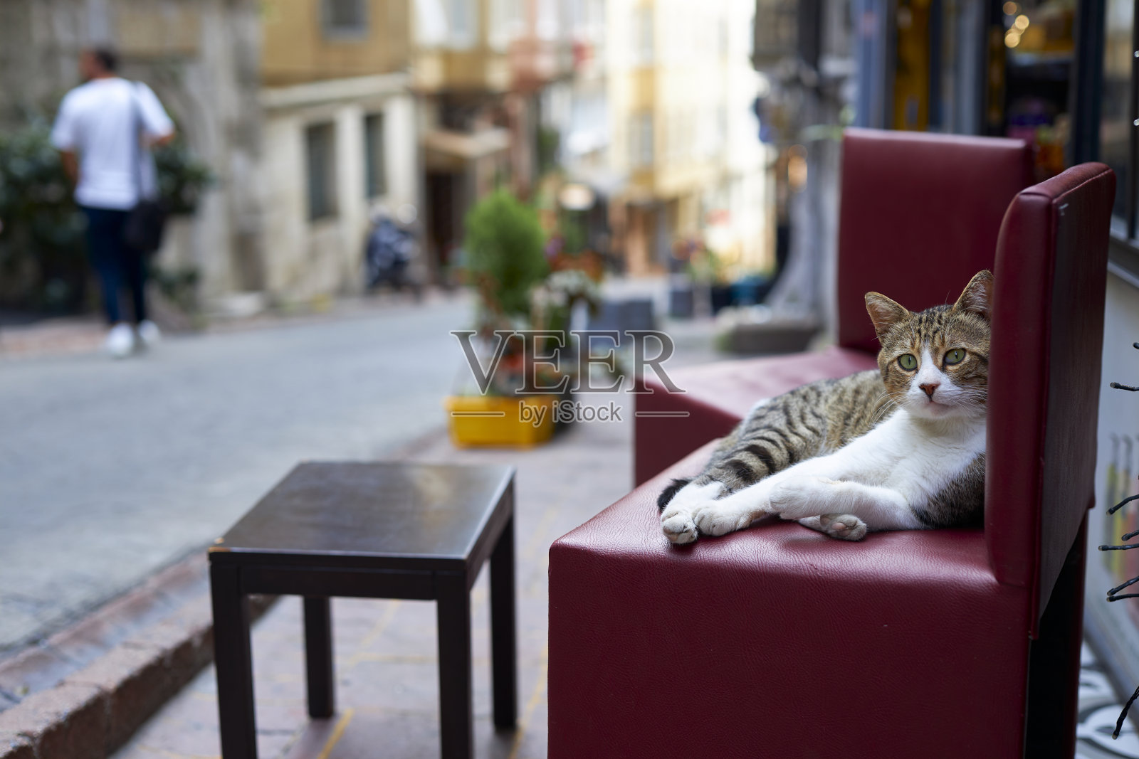 一只猫坐在扶手椅上享受着路人的目光照片摄影图片