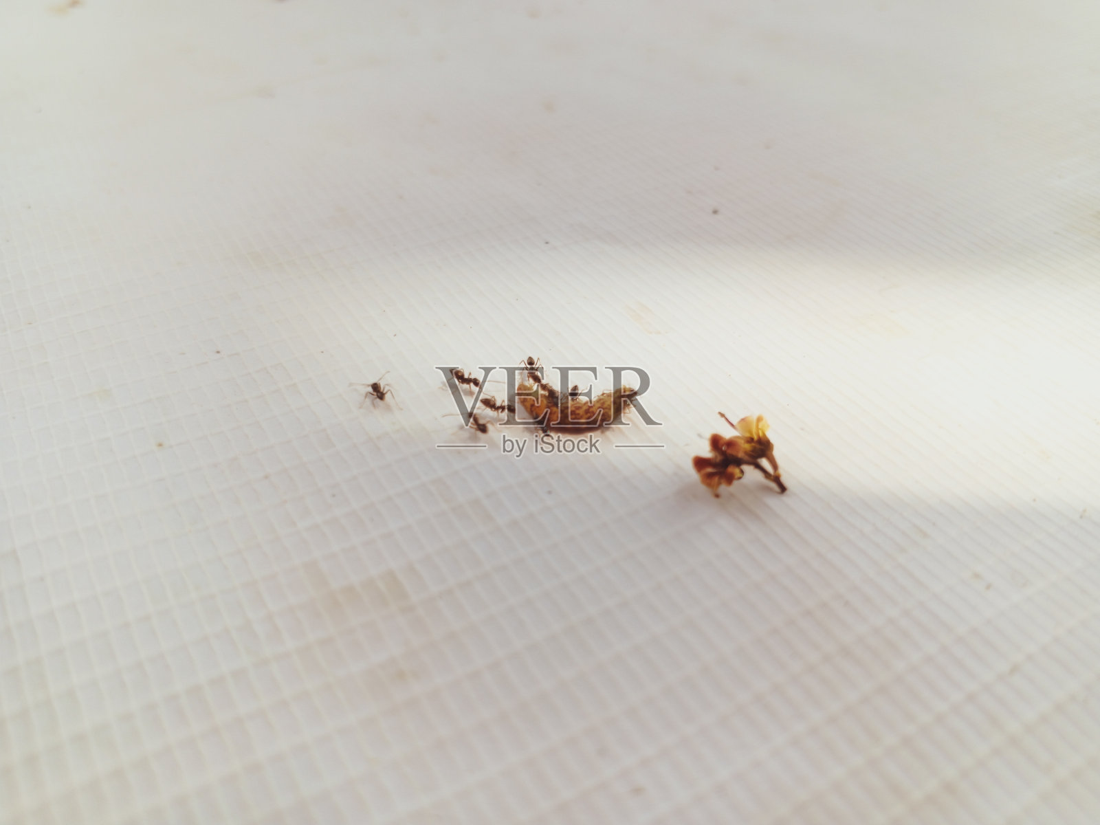 蚂蚁寻找食物的特写图片。照片摄影图片