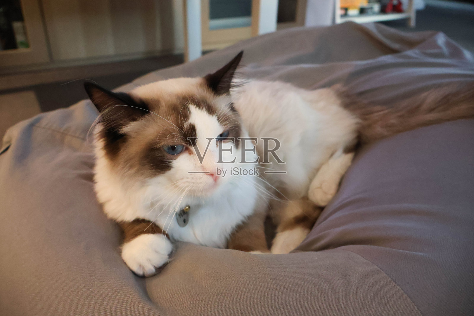 布娃娃的倒影反映了主人和猫之间的关系照片摄影图片