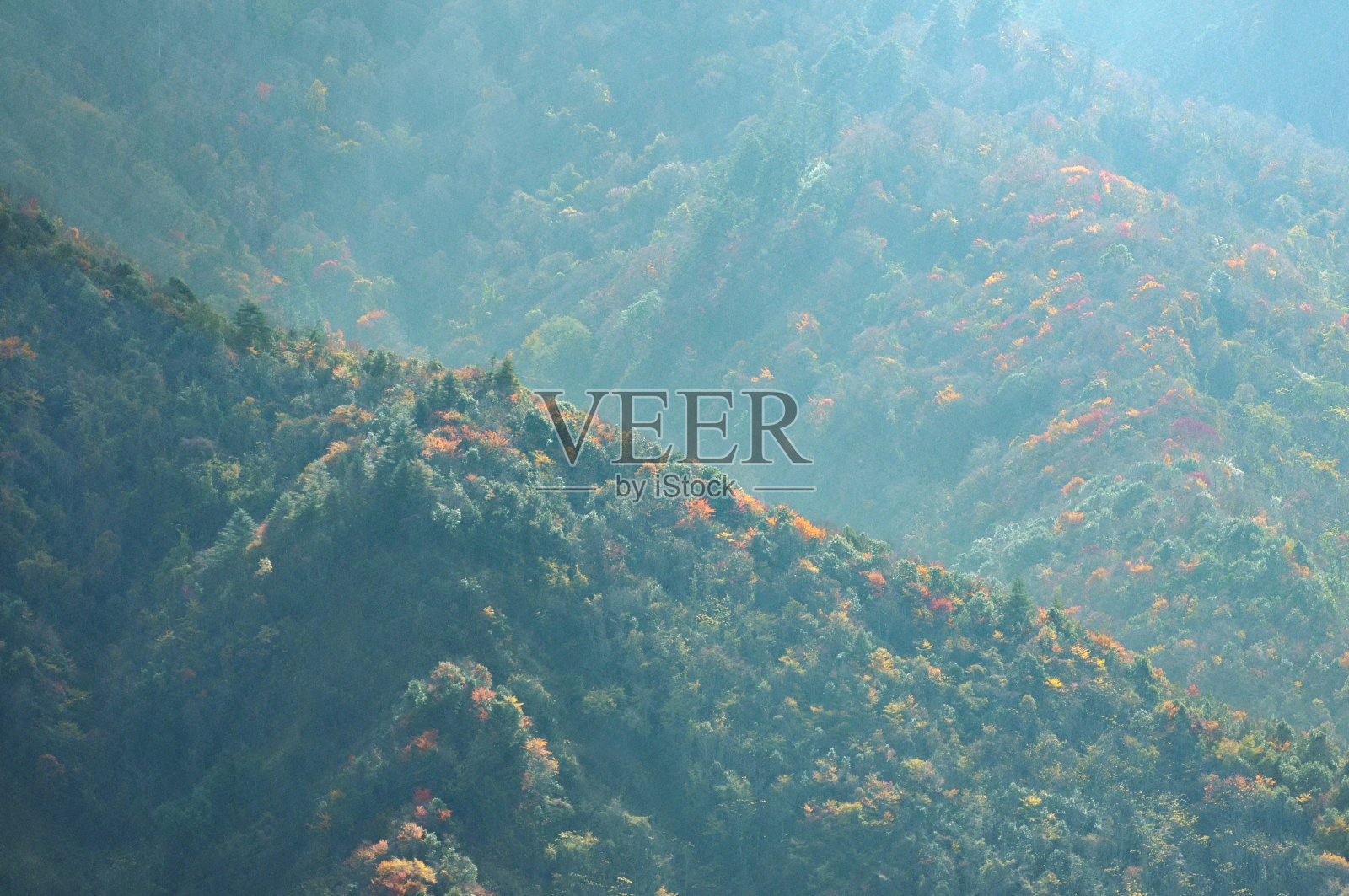 森林里的秋天照片摄影图片