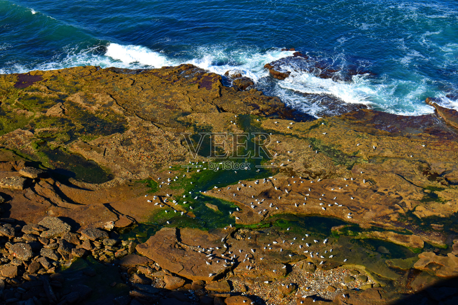 海鸥在比斯kaia海岸的Tunelboca海湾。巴斯克的国家。西班牙照片摄影图片