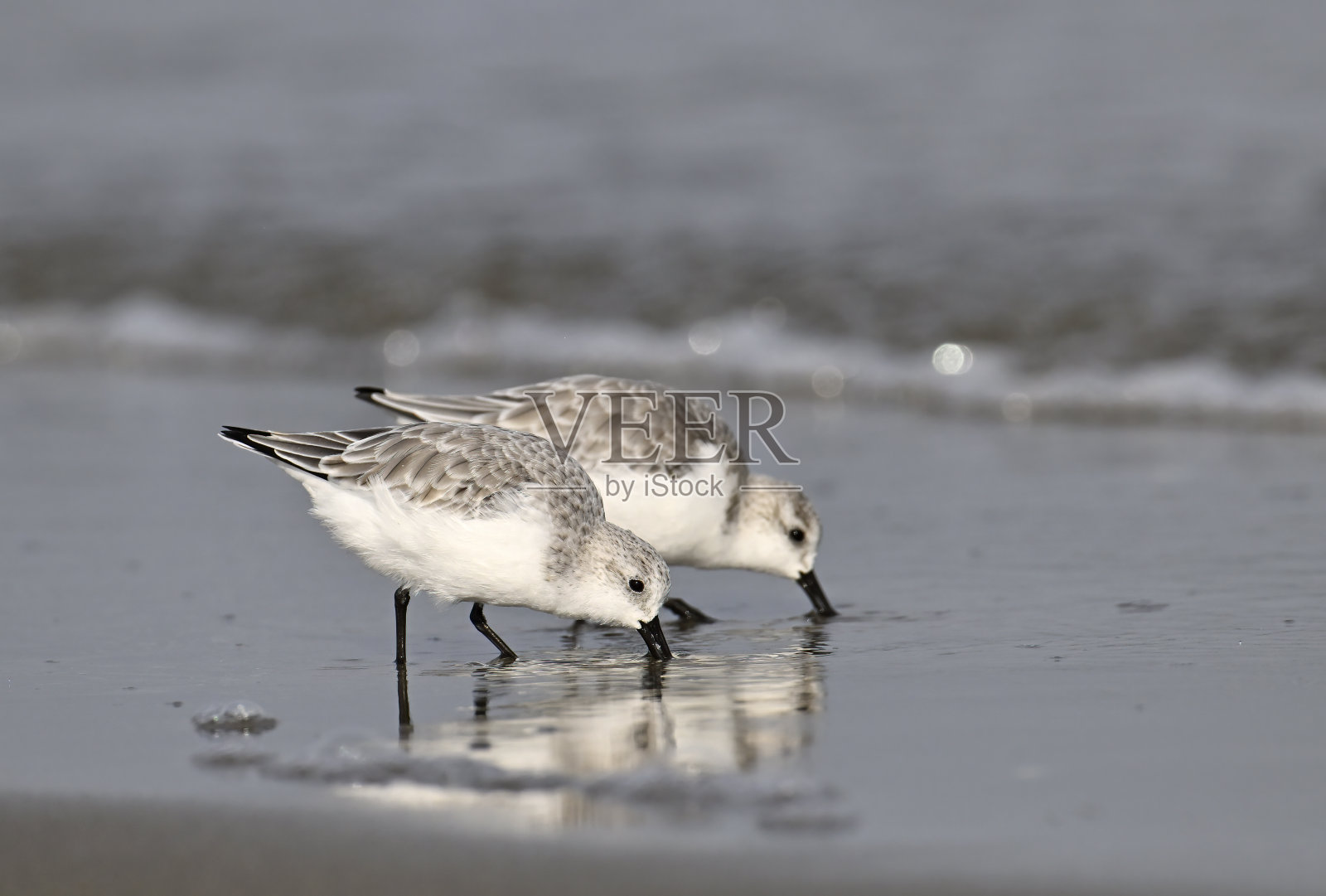 沙德林(Calidris alba)照片摄影图片