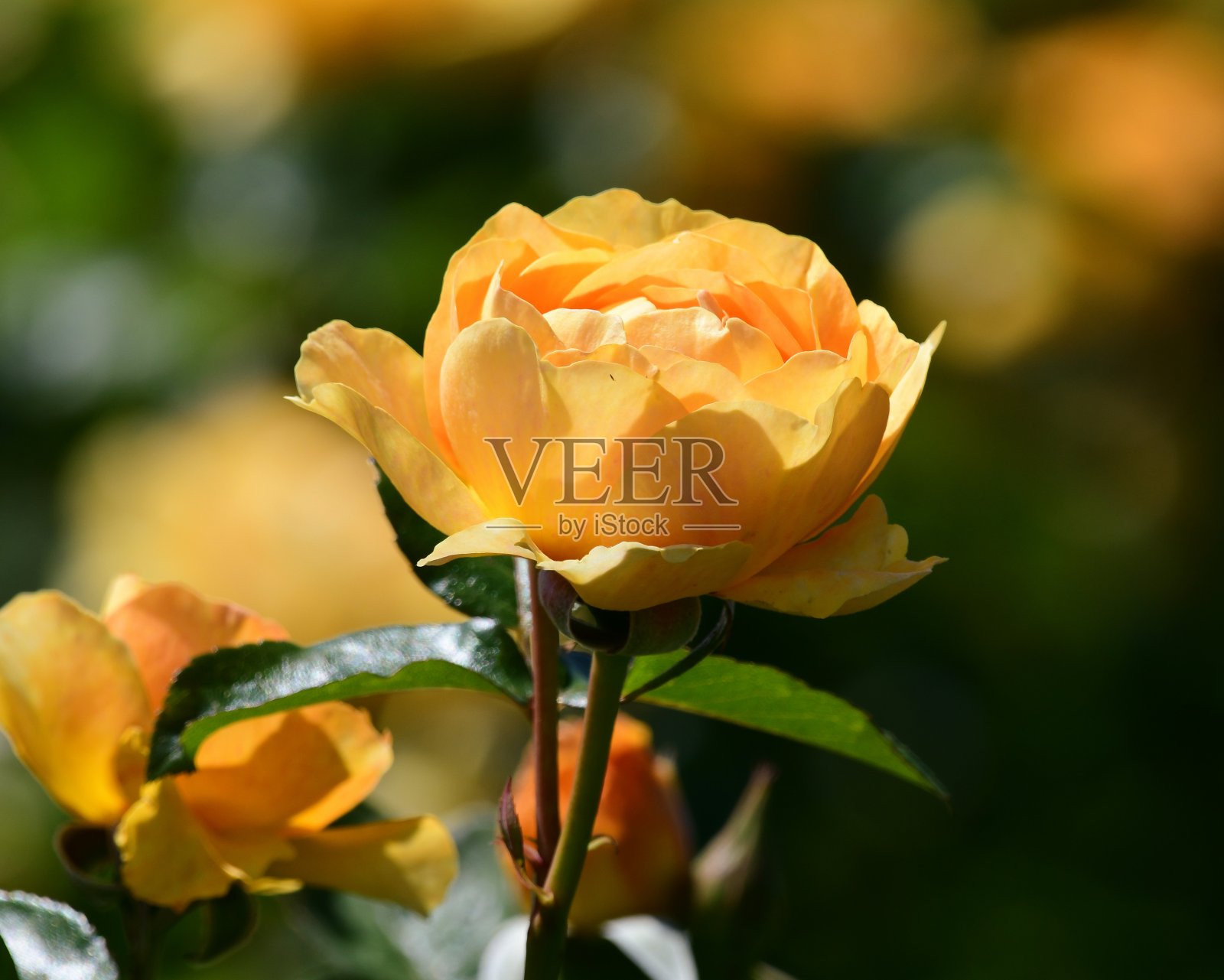 黄玫瑰照片摄影图片