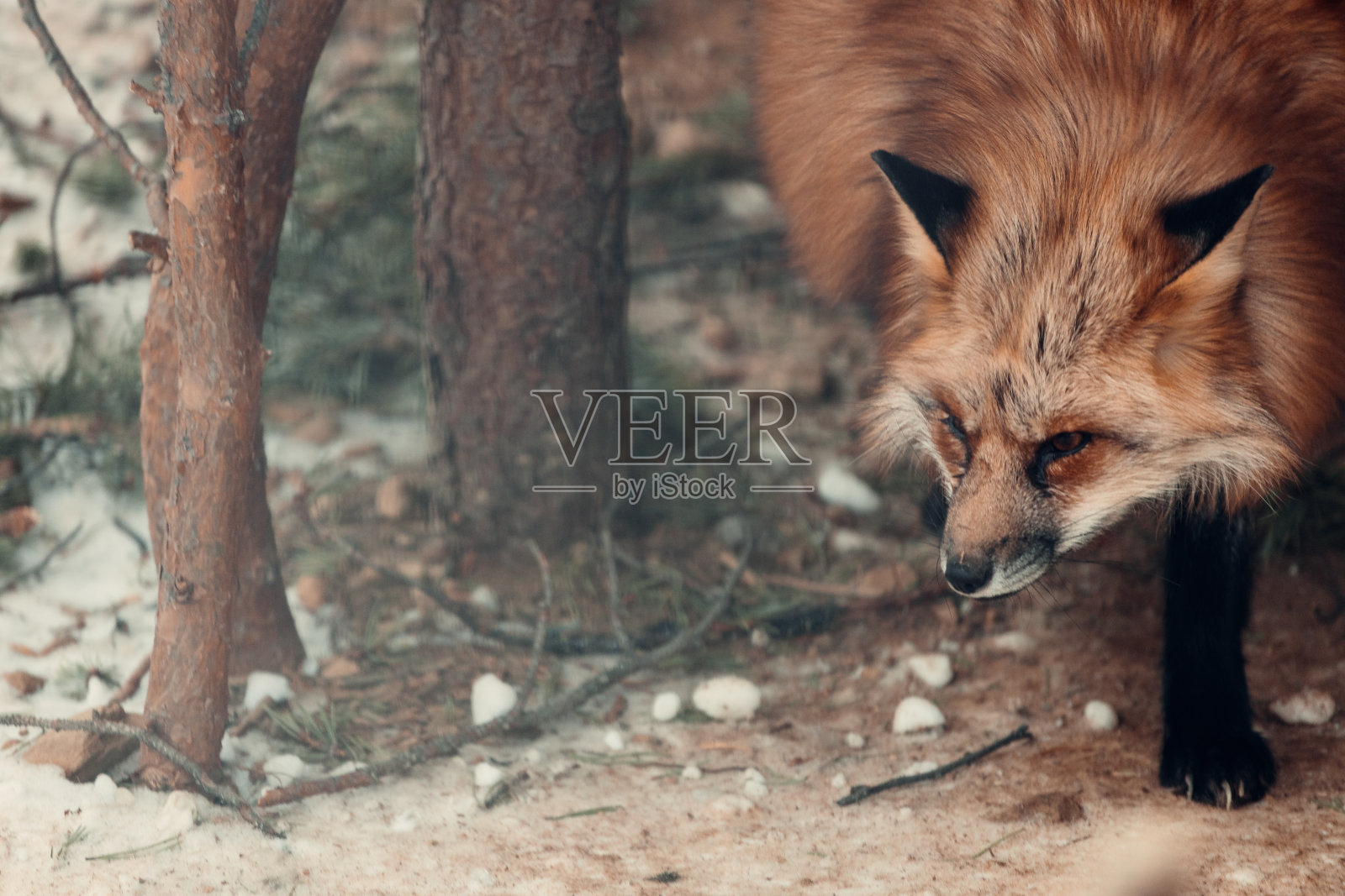 红狐狸照片摄影图片