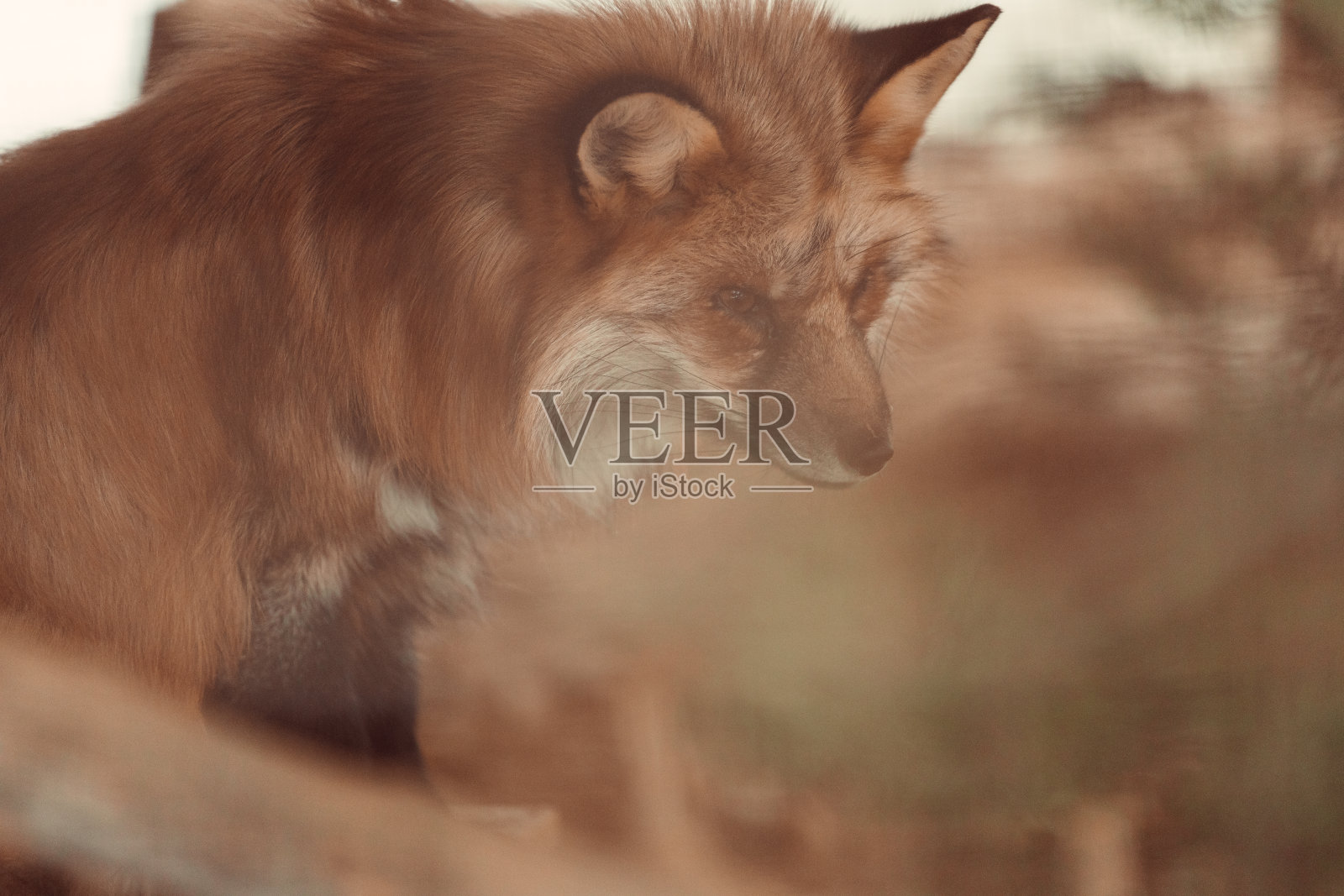 红狐狸照片摄影图片