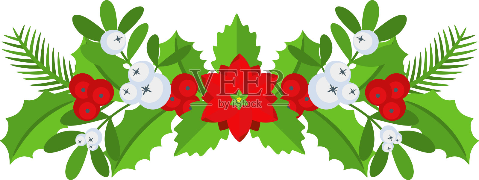 圣诞花边。云杉常绿枝，一品红和冬青浆果插画图片素材