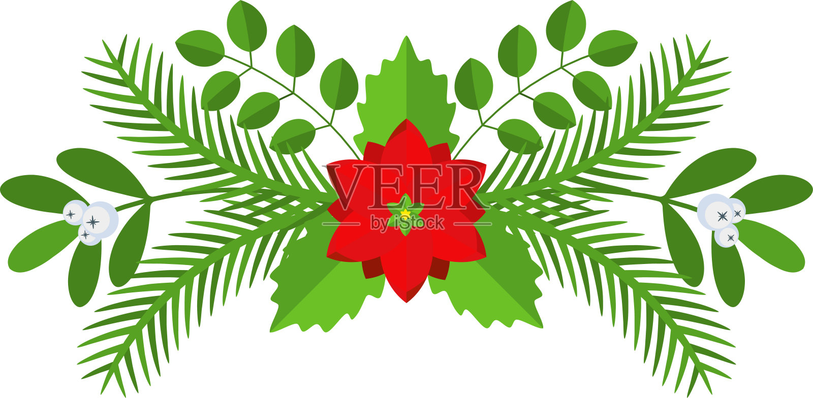 圣诞花边。云杉常绿枝，一品红和冬青浆果插画图片素材