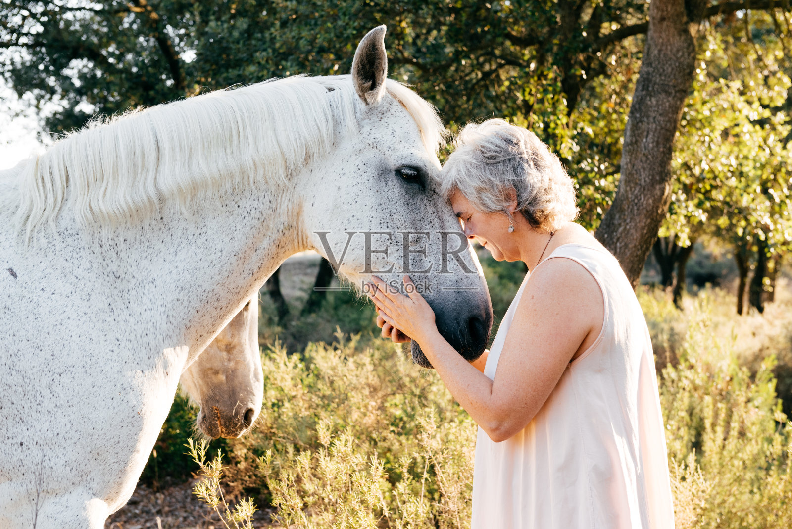 在阳光明媚的夏日里，高级女子与白马头对头照片摄影图片