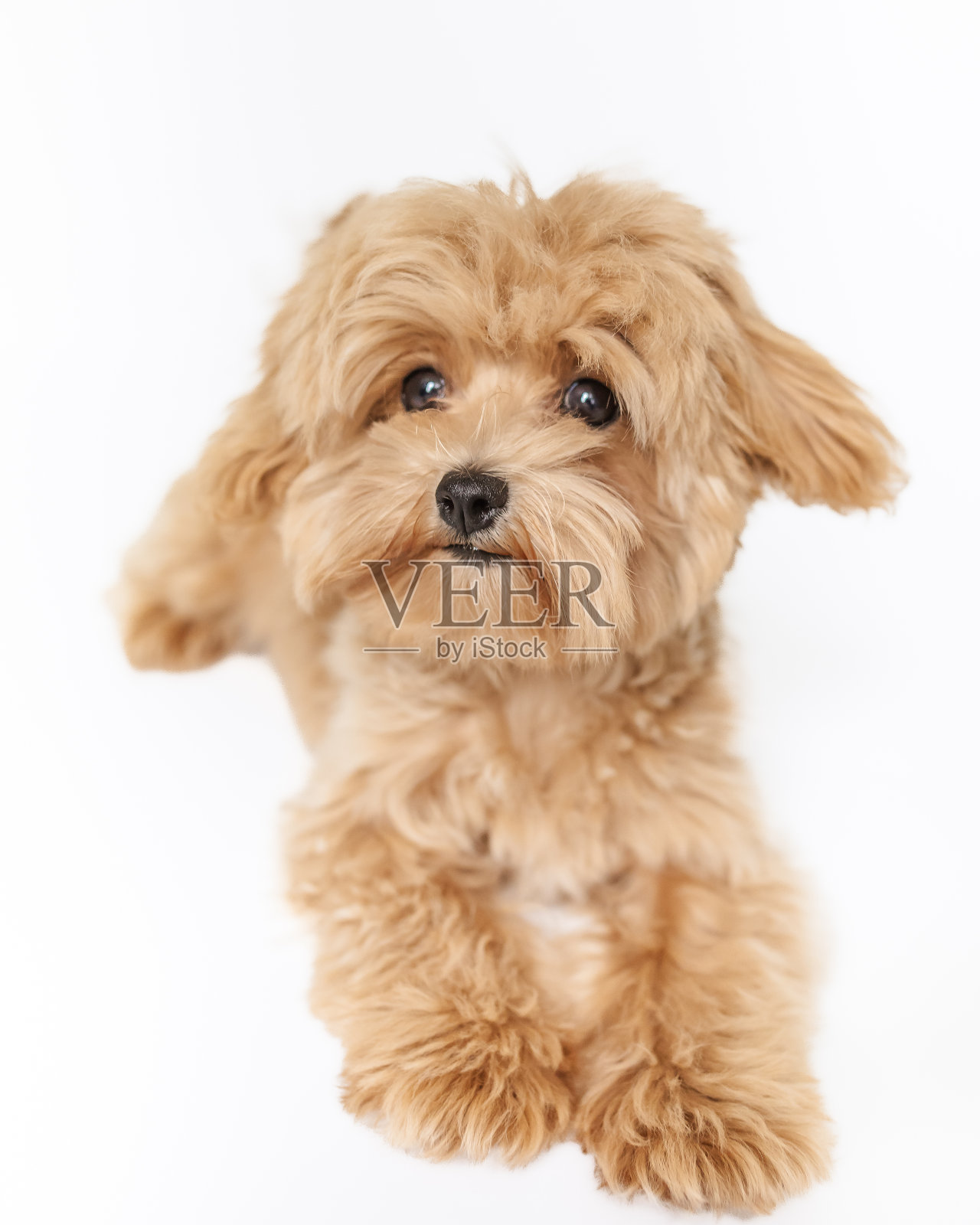 可爱的小狗照片摄影图片