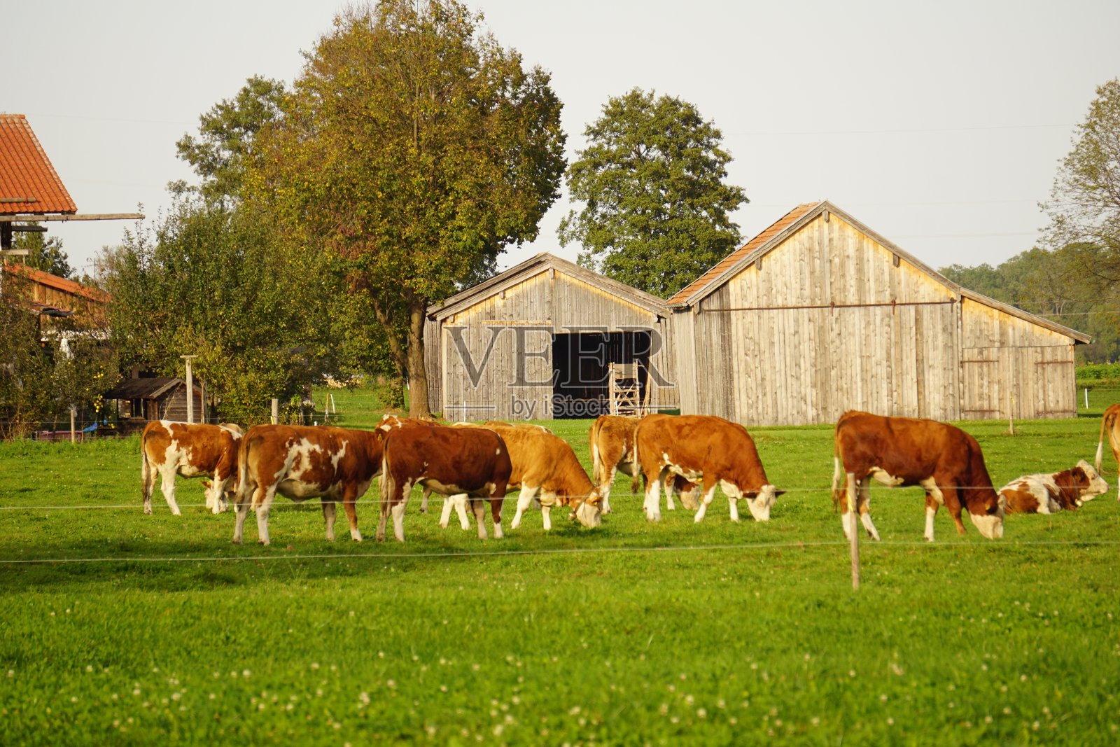 巴伐利亚的奶牛。牛在上巴伐利亚吃草。照片摄影图片
