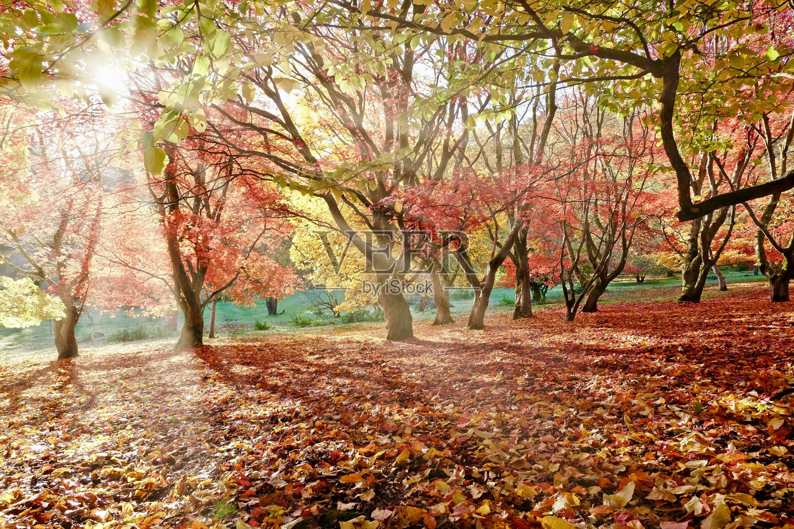 阳光透过棕树槭(Acer palmatum)或日本枫树(Japanese maple tree)的红色和黄色叶子照射进来。照片摄影图片