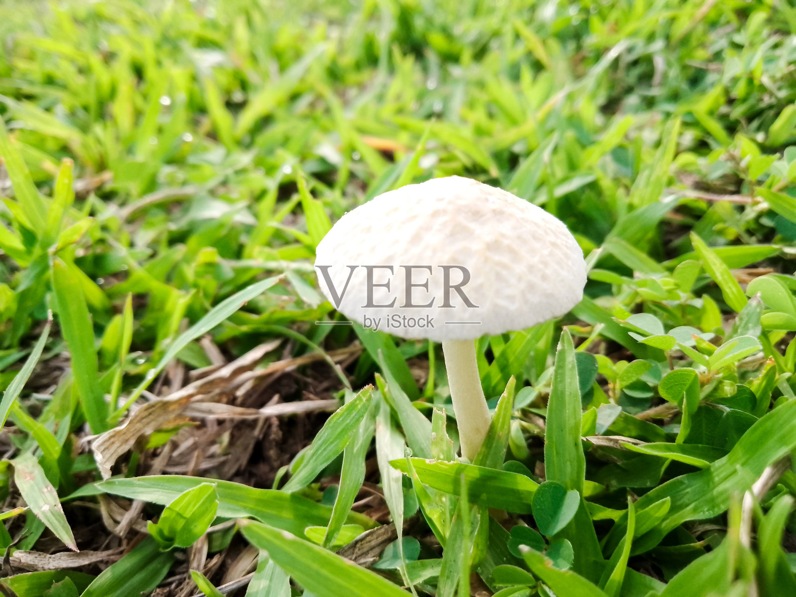 草地上的野小蘑菇照片摄影图片