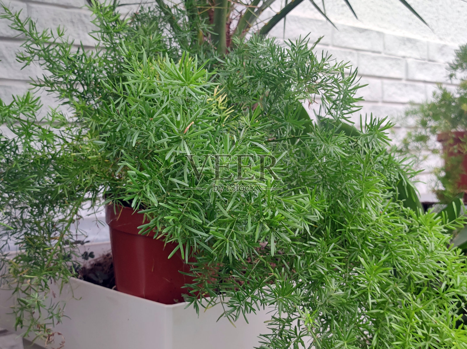 芦笋蕨类植物，有绿色和红色的种子和白色的小花照片摄影图片