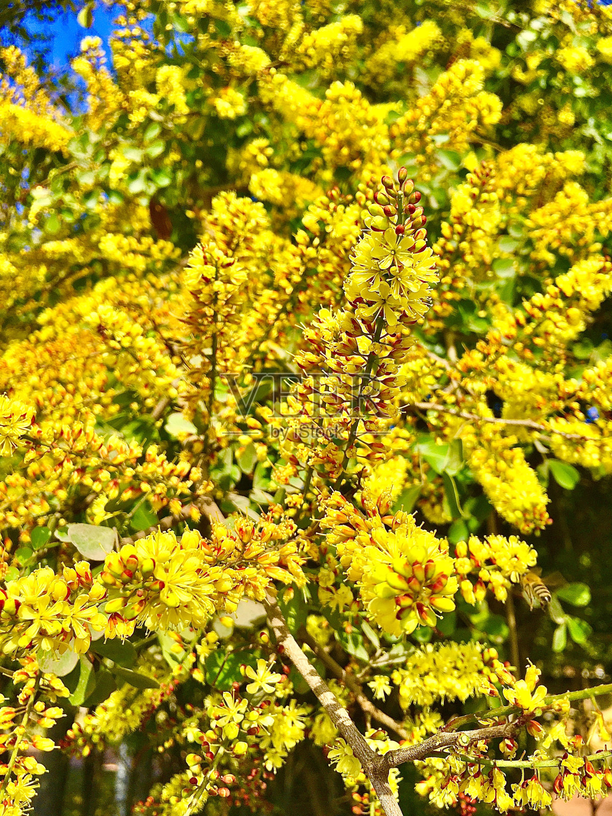 带有蜜蜂飞舞的洋苏木树的黄红色花朵照片摄影图片