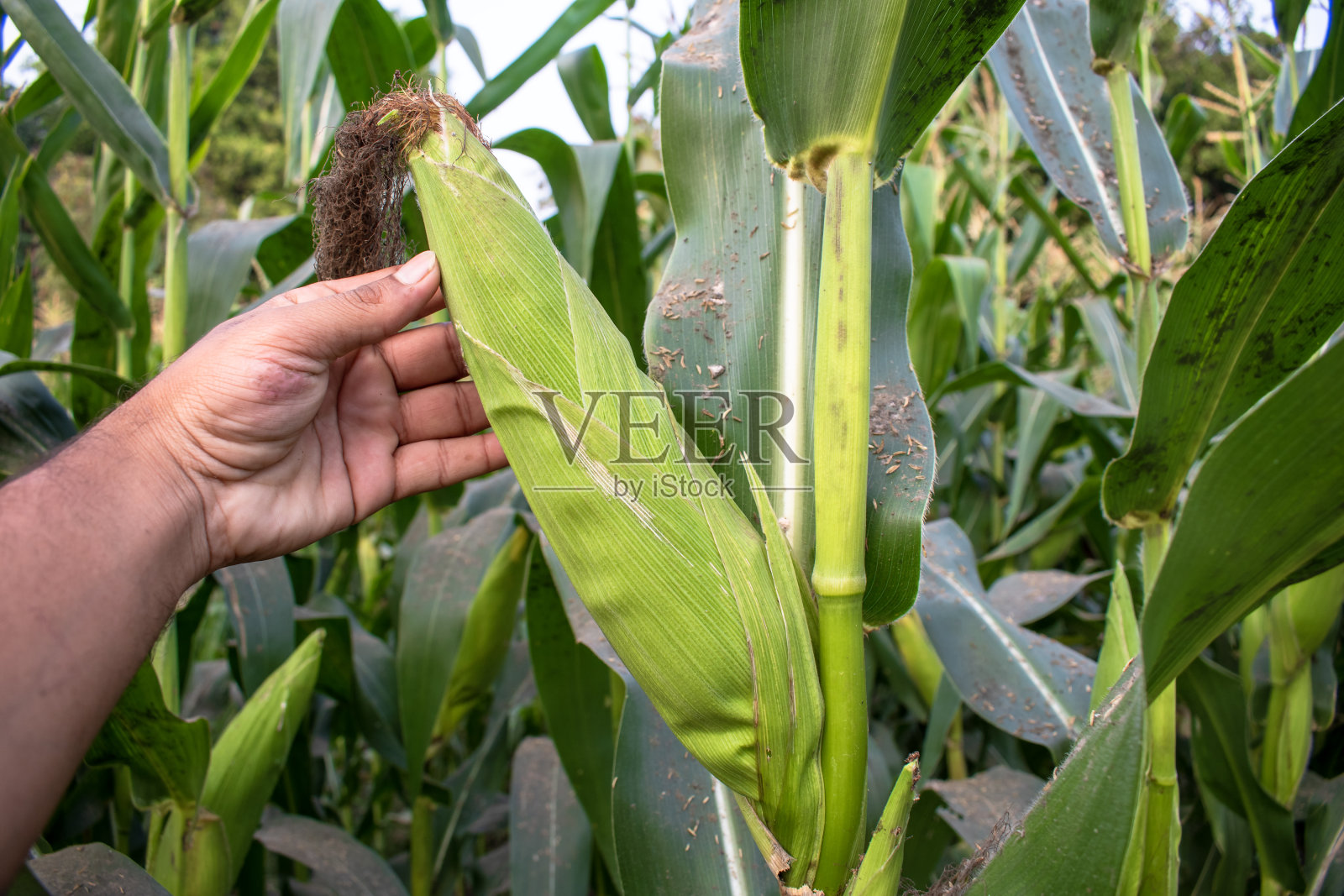 有机甜玉米芯，农民的手在玉米地里检查玉米荚照片摄影图片