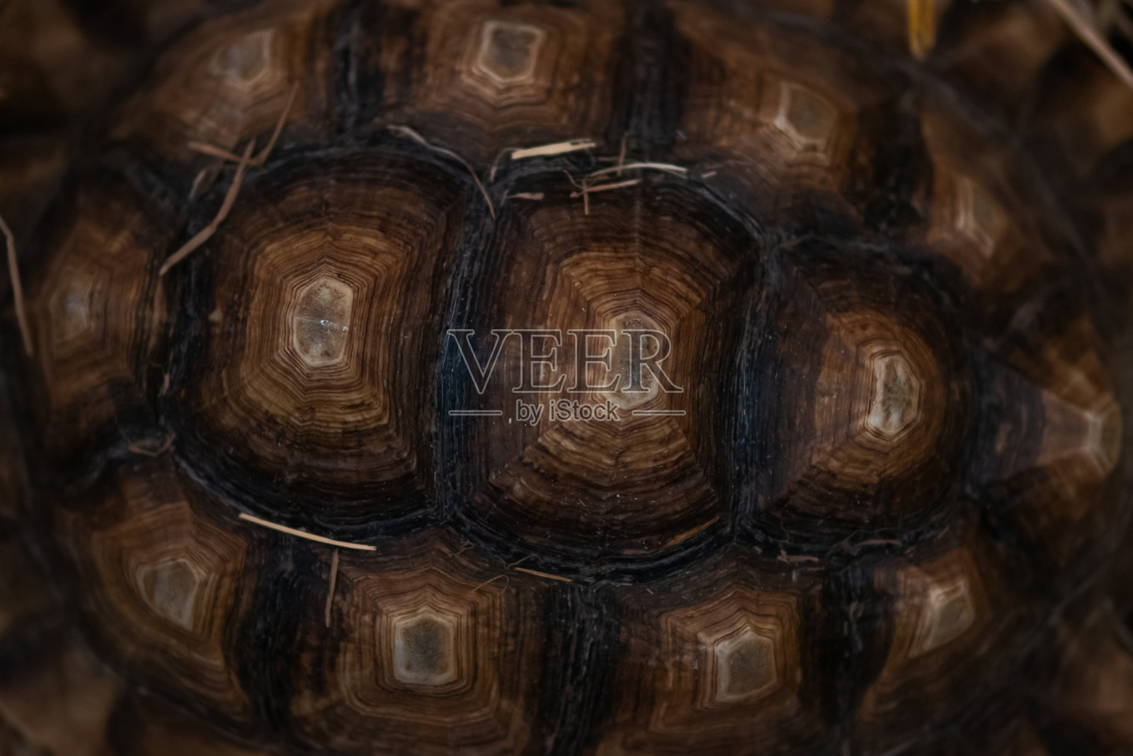 一个强壮的龟壳特写。照片摄影图片