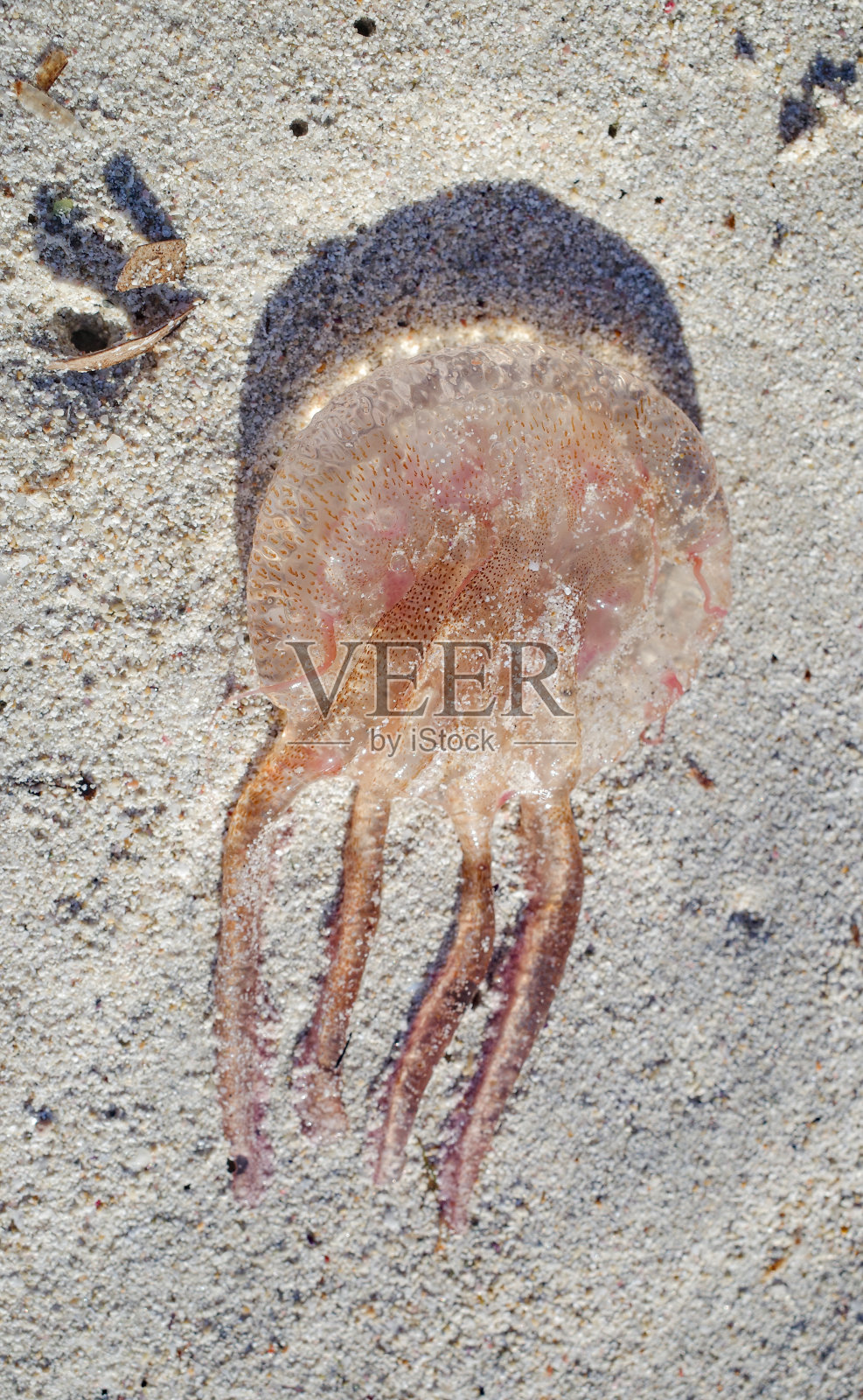 巴利阿里群岛海滩上的水母照片摄影图片