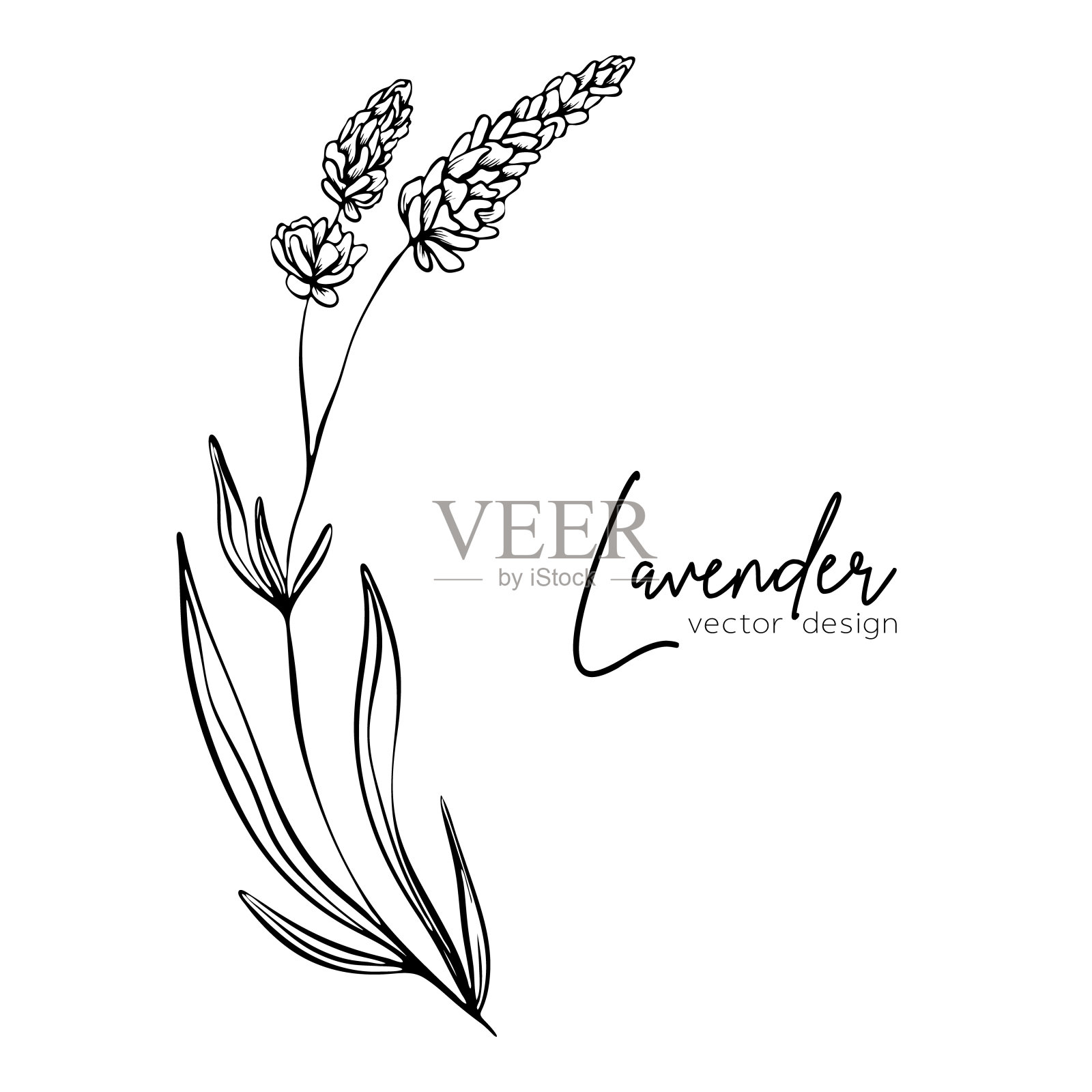 薰衣草树枝的植物线条插图插画图片素材