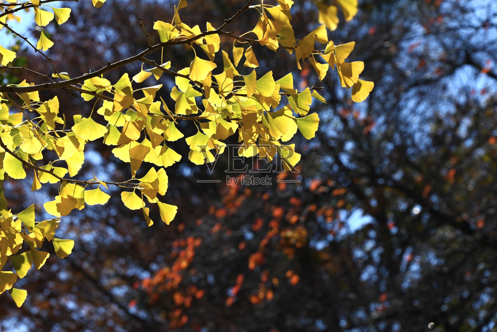 银杏黄色的叶子。日本自然美的季节性背景材料。照片摄影图片
