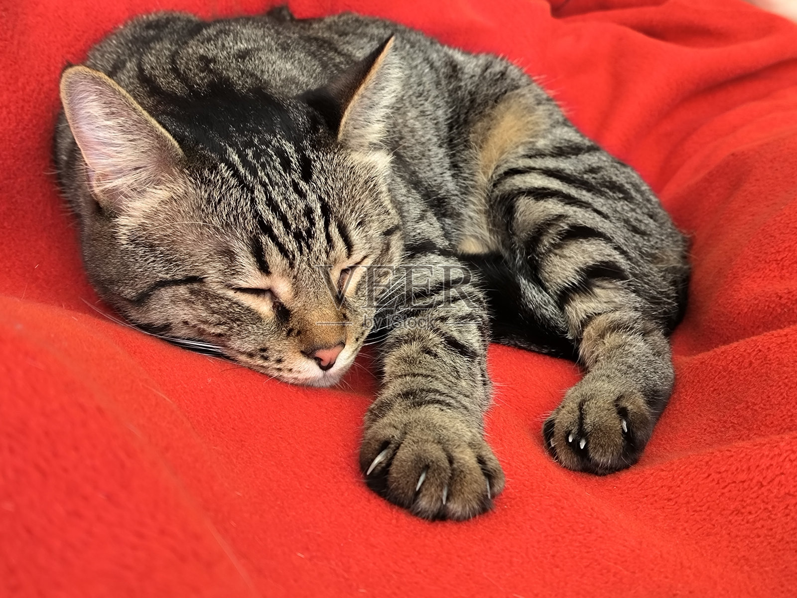 睡觉的猫照片摄影图片