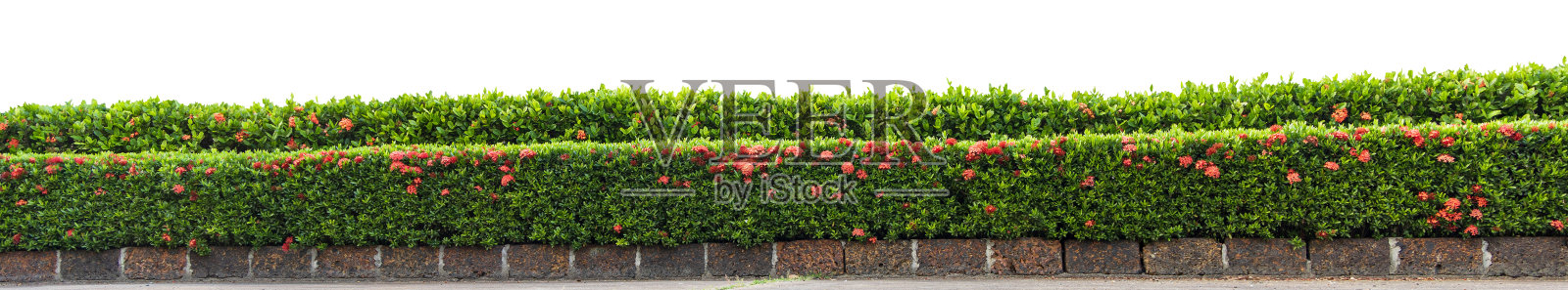 热带植物蕨类灌木灌木乔木孤立在白色背景与修剪路径。照片摄影图片