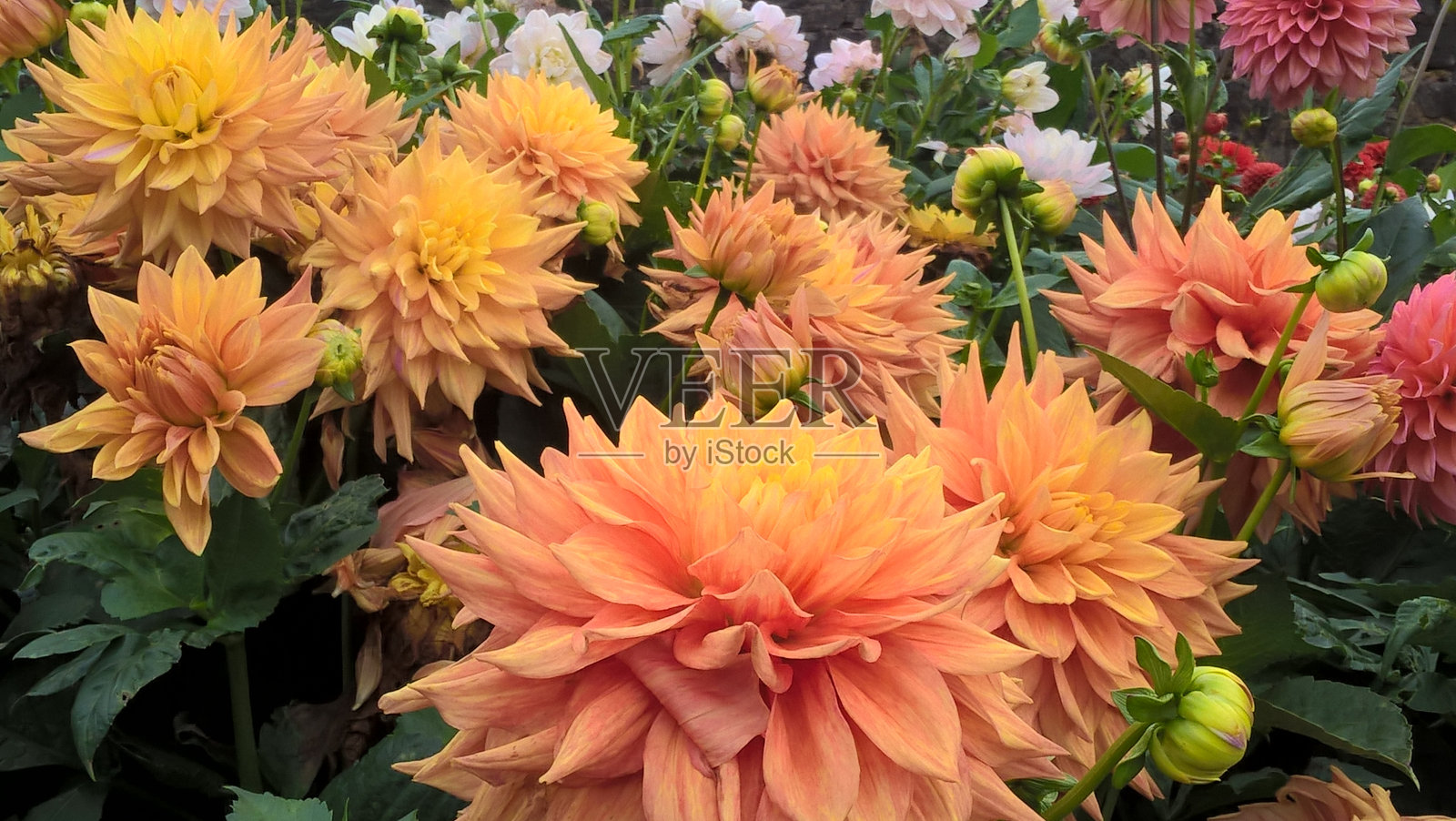 在英国苏格兰格拉斯哥的一个公园里，一朵美丽的橙色大丽花的特写照片照片摄影图片