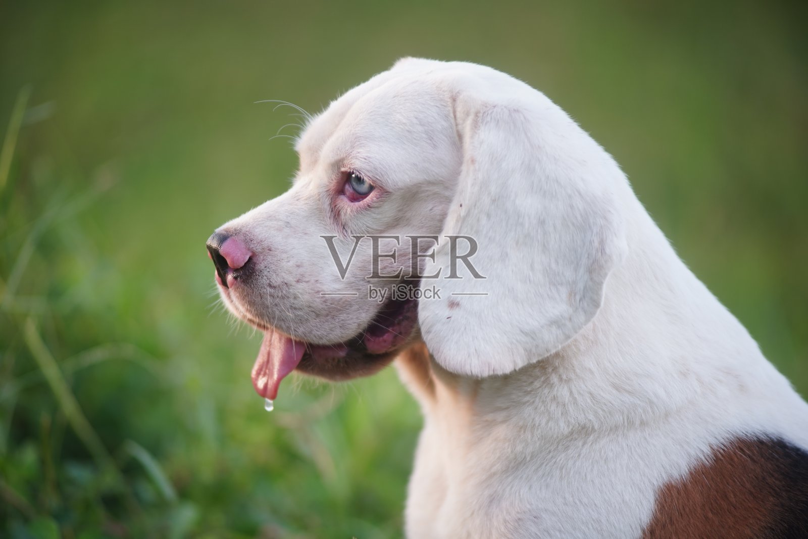 一只可爱的白毛小猎犬躺在绿色的草地上，用浅景深拍摄。照片摄影图片