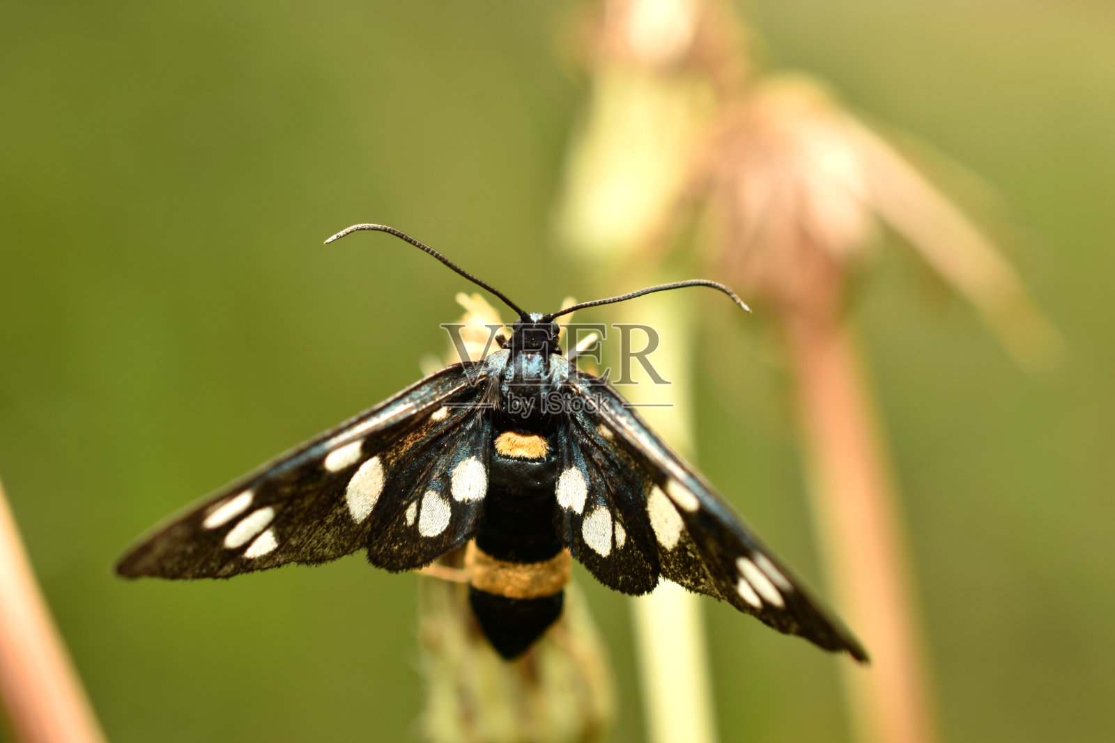 假蛾展开黑色的翅膀。照片摄影图片