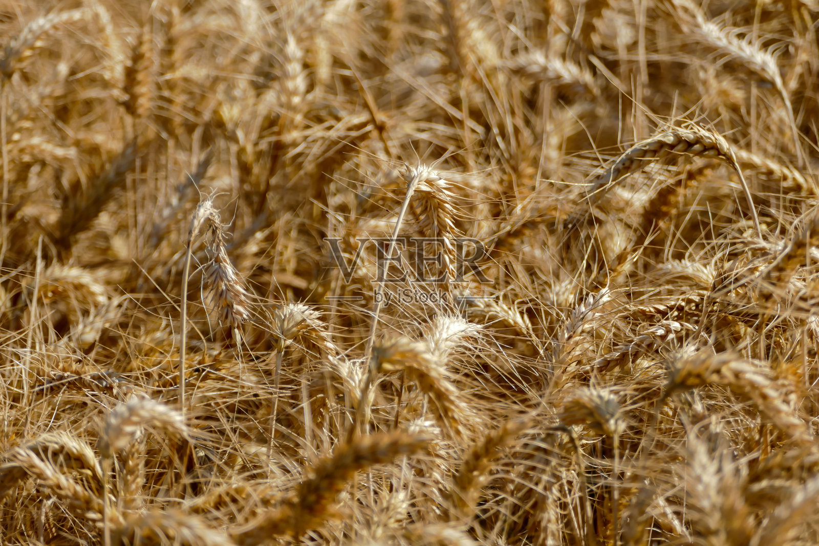 小麦的质地照片摄影图片