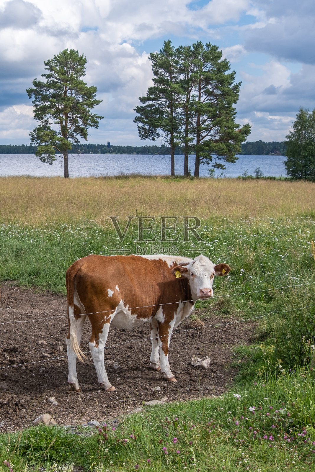 一头奶牛在湖边Gåxjön，瑞典哈默达尔照片摄影图片