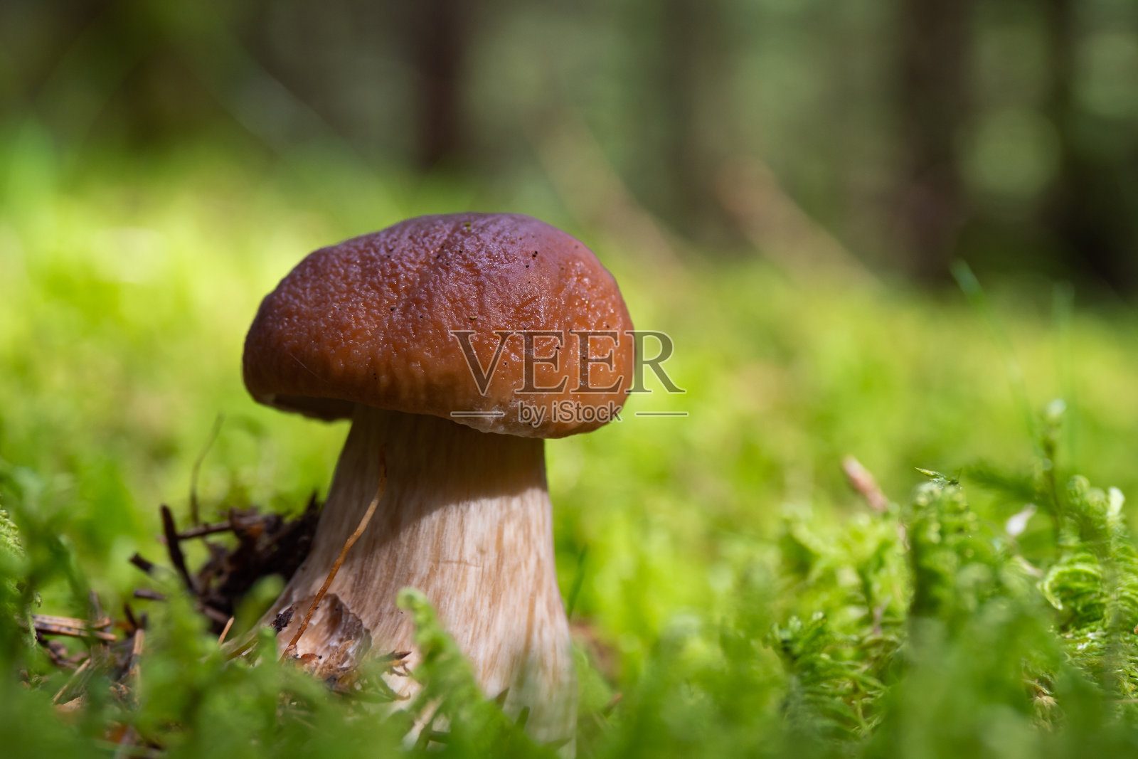 生长在挪威森林里的野生蘑菇照片摄影图片