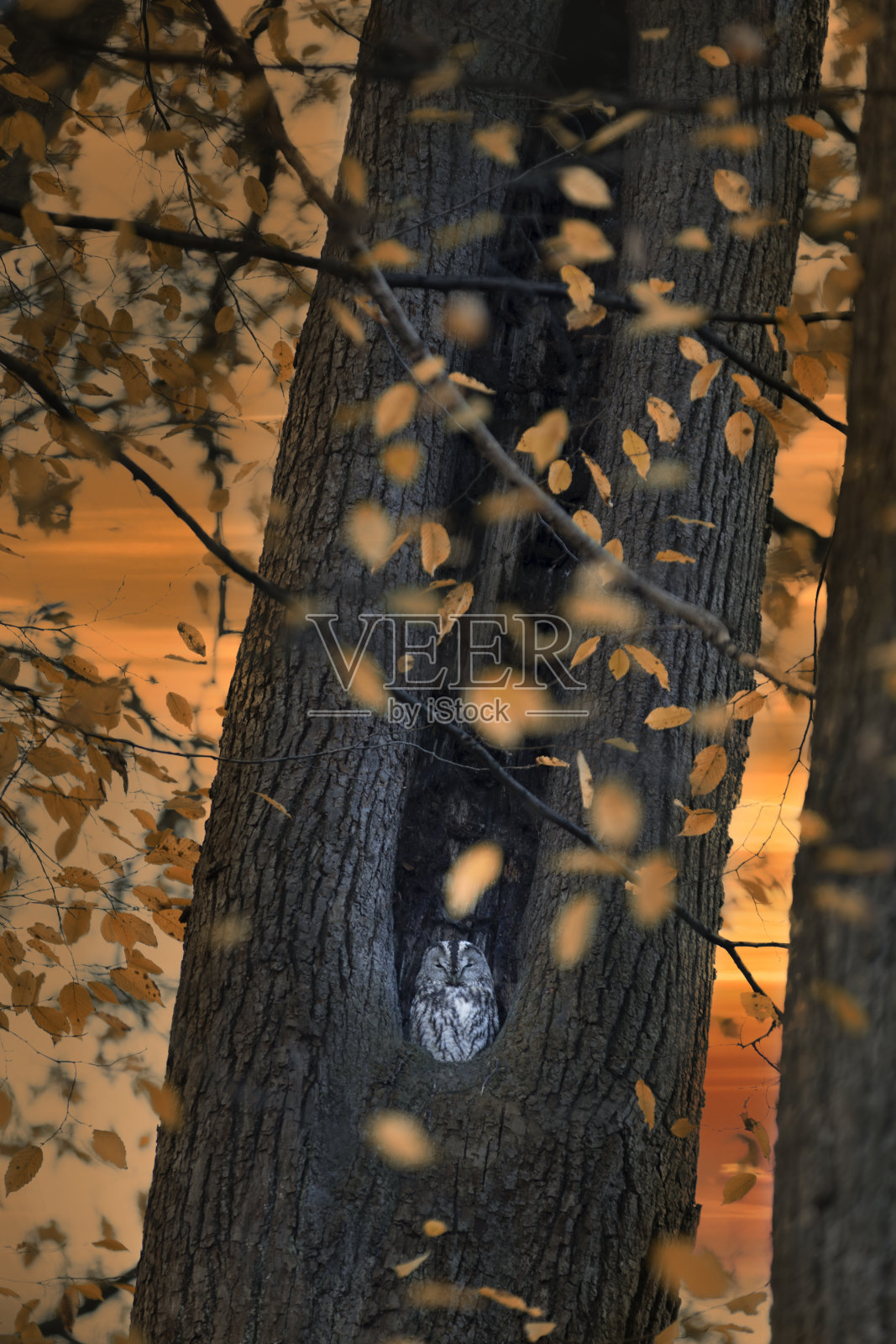 一只猫头鹰躲在树洞里照片摄影图片